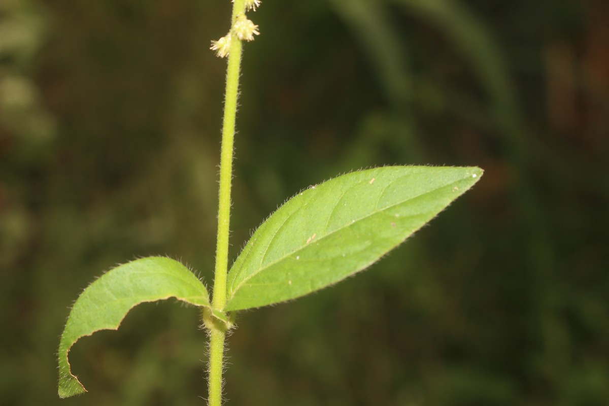 Cyathula prostrata (L.) Blume